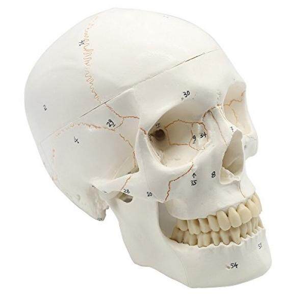 Maymii Numbered Human Skull Head Anatomical Teaching Education Model, Medical Quality, Life Sized (9