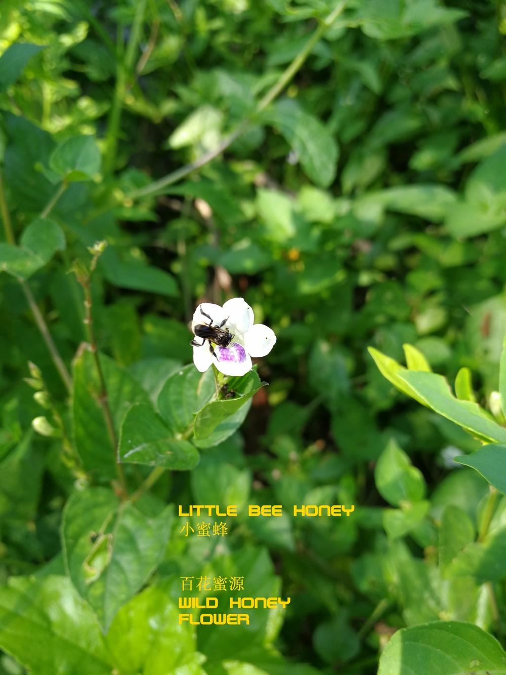 wild honey.jpg