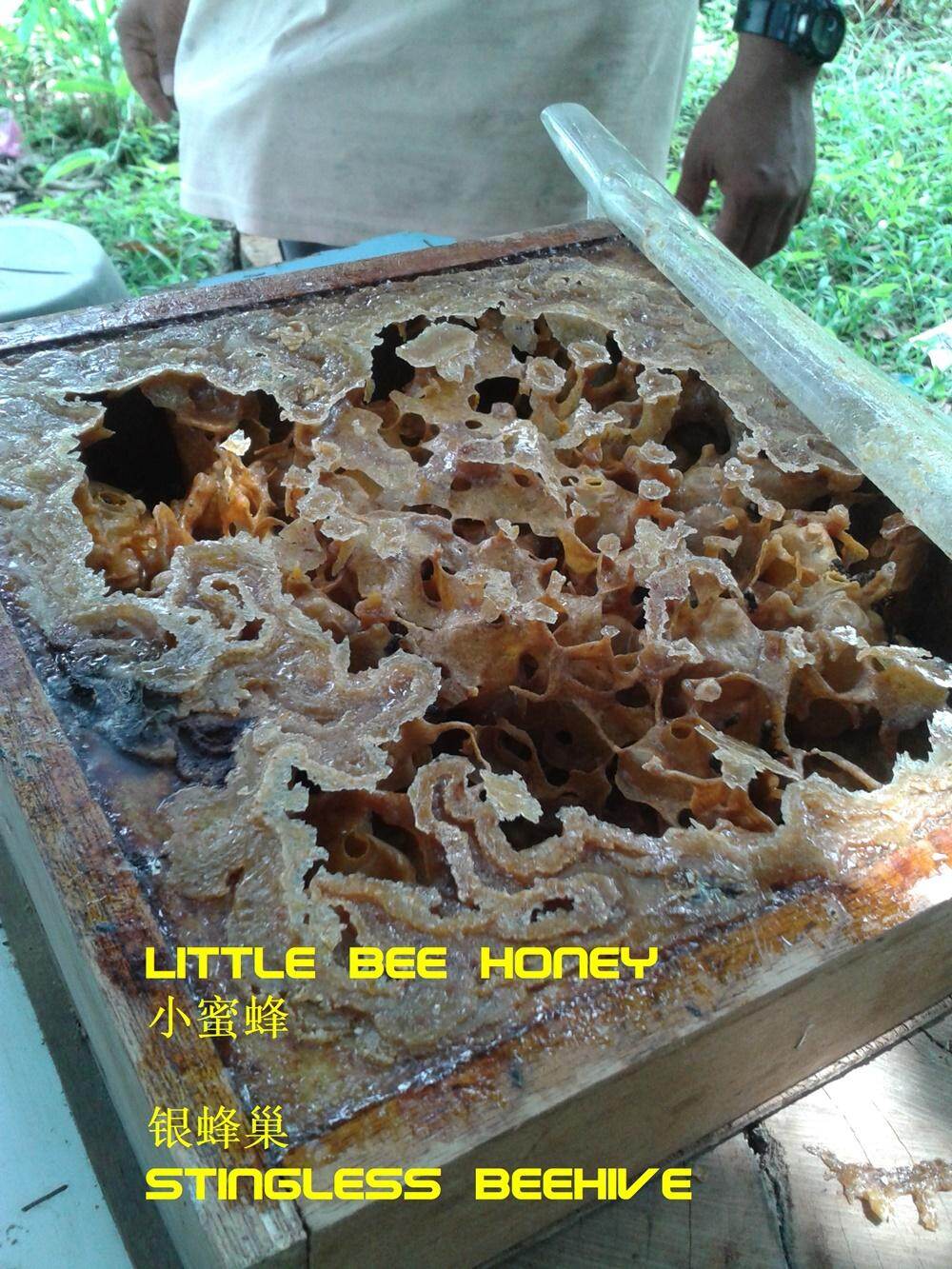stingless beehive.jpg