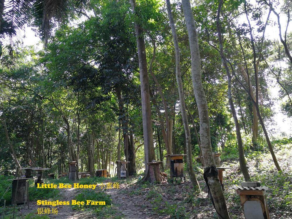 stingless bee farm.jpg