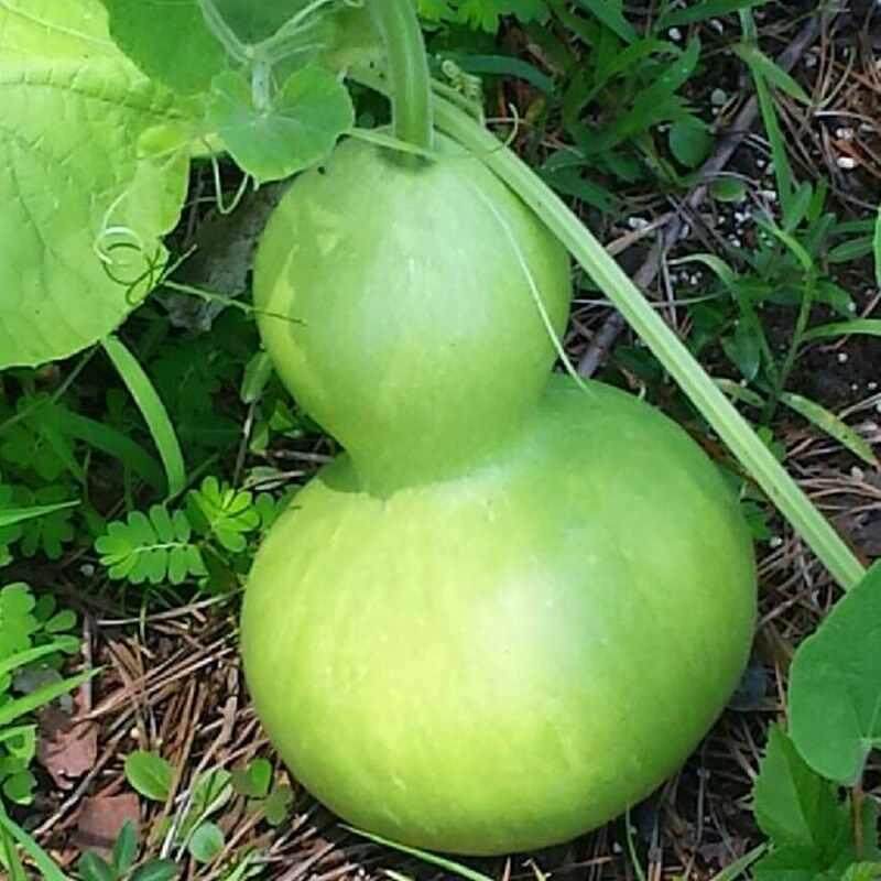 Langka Bottle Gourd Biji Benih Sayuran Pot Bibit Tanaman untuk Dekorasi Taman-Internasional