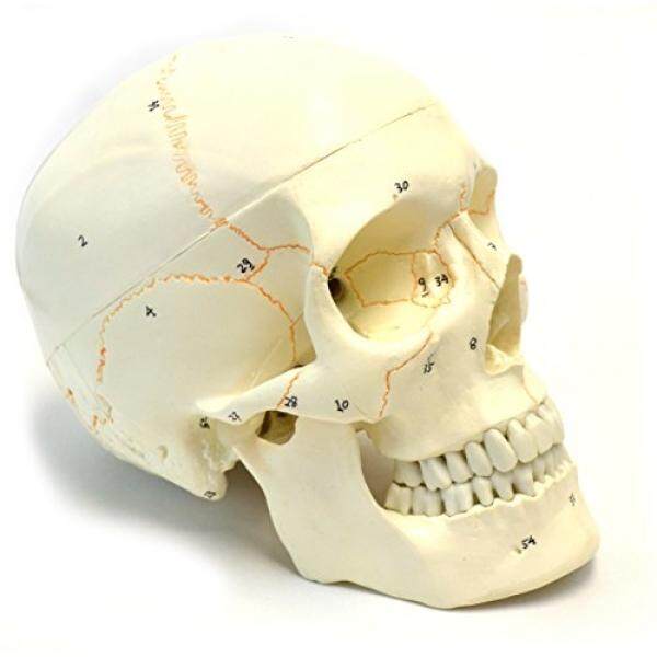 Numbered Human Adult Skull Anatomical Model, Medical Quality, Life Sized (9