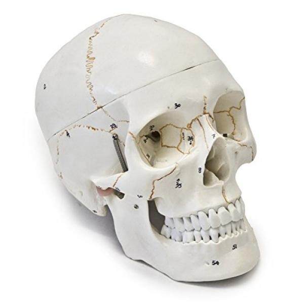 Wellden Medical Anatomical Human Skull Model, 3-part, Numbered, Life Size - intl