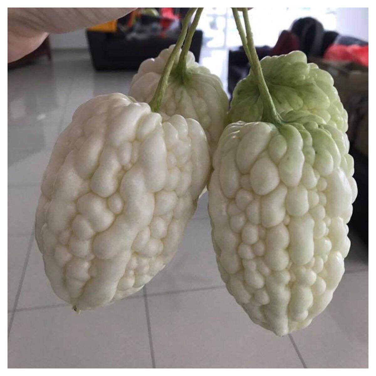 white apple bitter gourd 白蘋果苦瓜