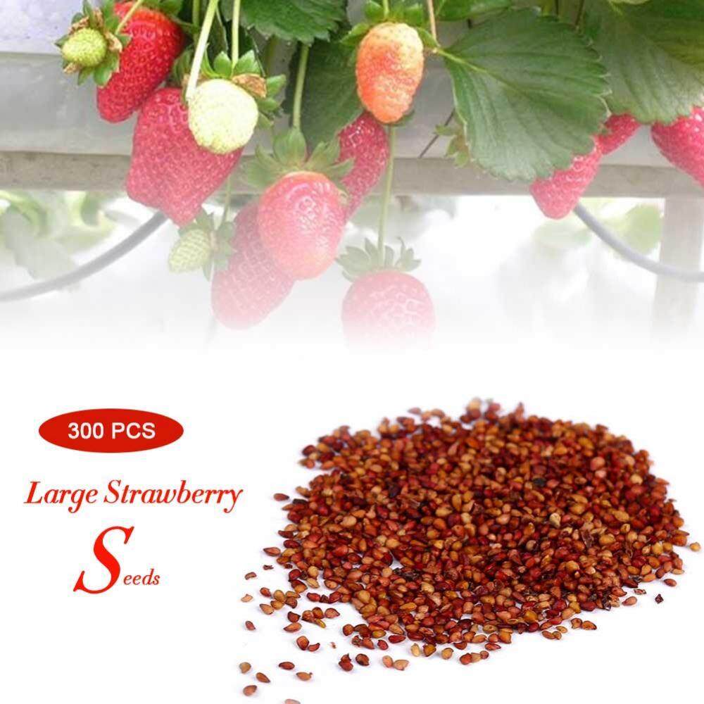 300 Pcs/pack Super Besar Biji Stroberi Rumah Taman Merah Warna Lezat Buah Tanaman-