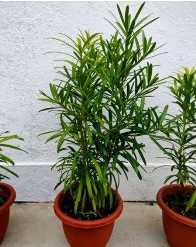 Podocarpus live plant Pokok hiasan landscape bonsai anak pokok daun tajam 罗汉松尖叶