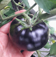biji benih tomato hitam - besar -seeds