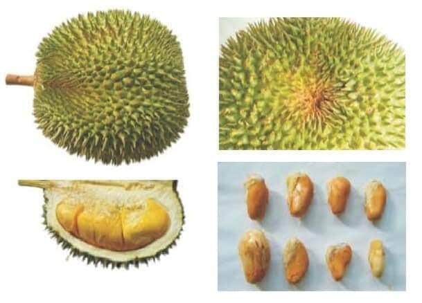 Ioi durian