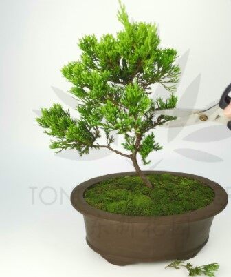 真柏　shinpaku Juniperus chinensis Juniperus chinensis 'Shimpaku' – Nurseries Caroliniana