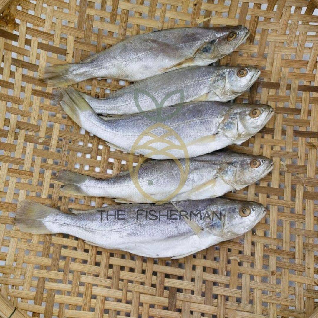 [Borong] Ikan Masin Tengkerong Masam Putih 100% SEGAR 梅香白三牙咸鱼 (1KG/500G/300G)- The Fisherman