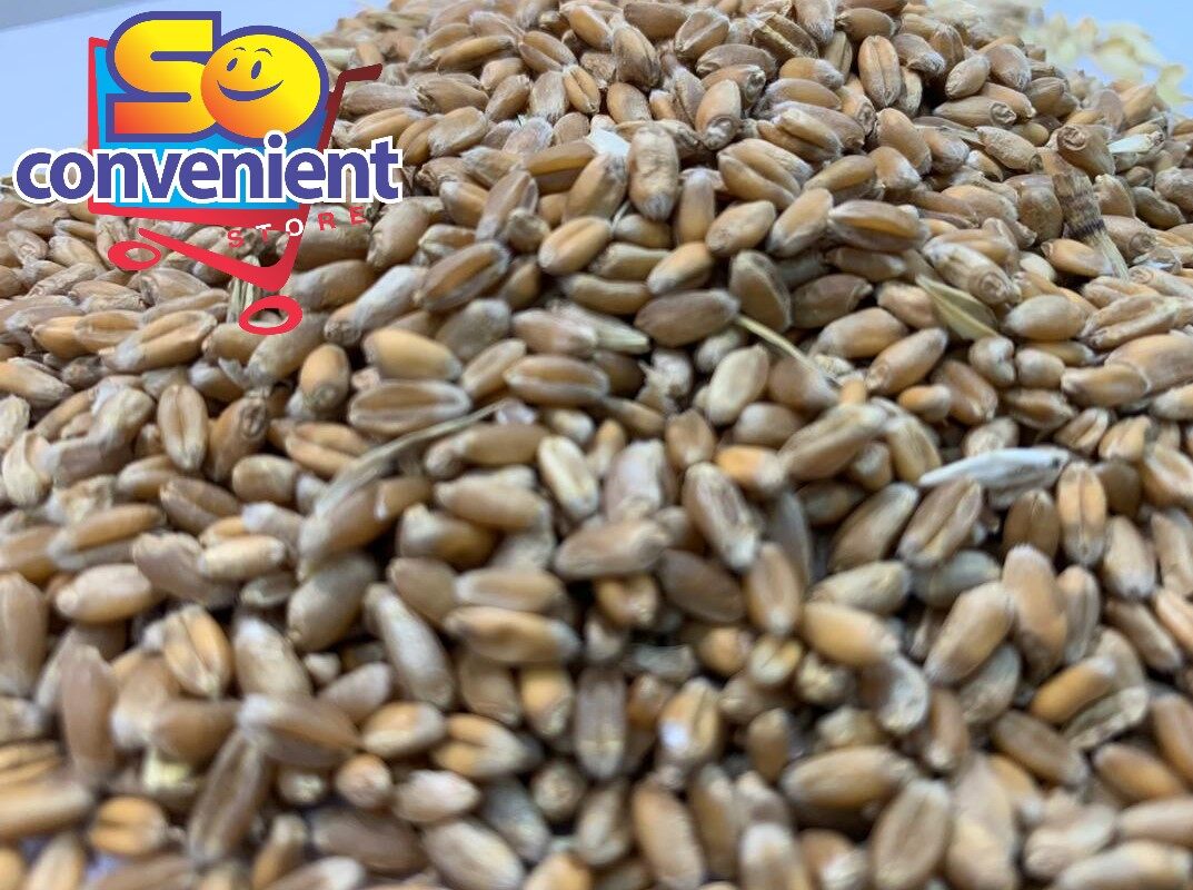 Wheat Grains / Biji Gandum 500g