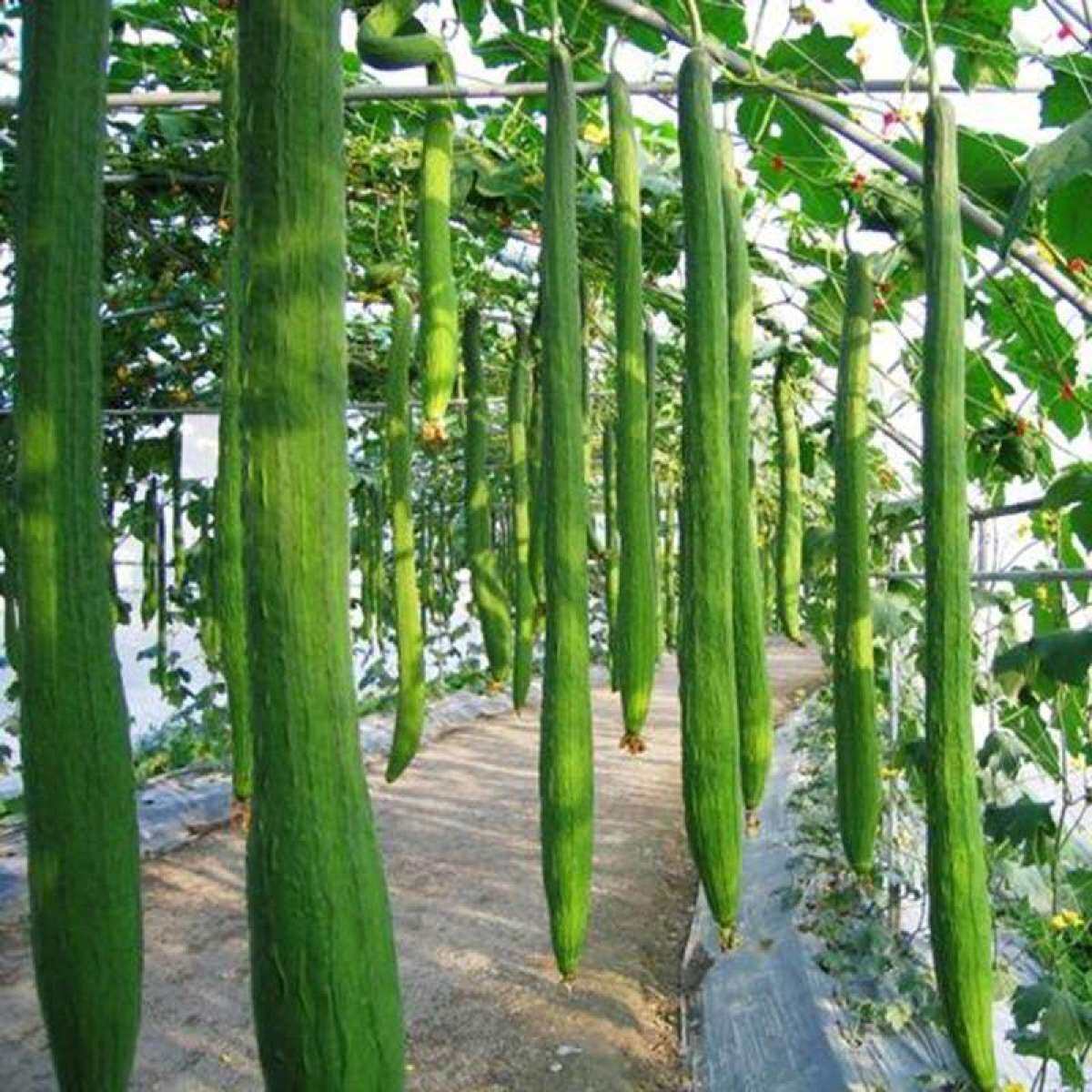 Растение Люфа - 69 фото