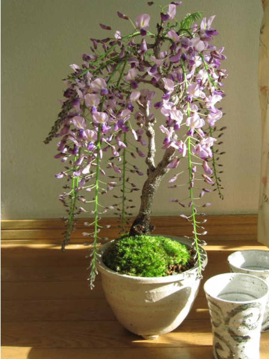 орхидейное дерево в домашних условиях фото