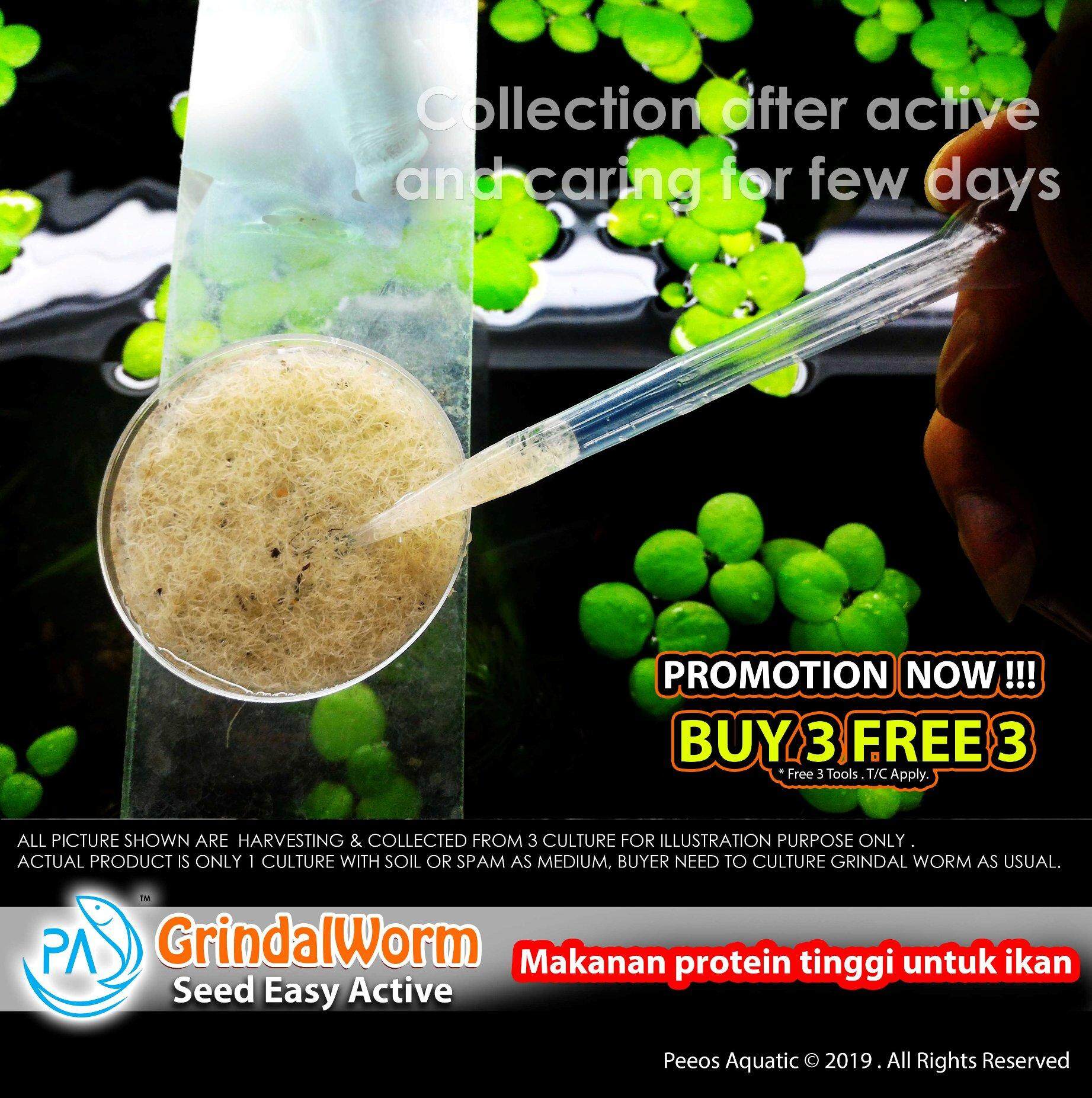 PA Grindalworm Seed easy active for smali fish Betta Guppy killifish Tetra danio
