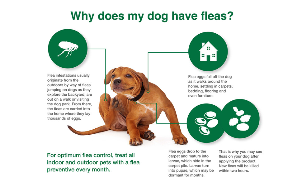 Ace Pet Spot On Solution for Cat and Dog treatment fleas ticks worms