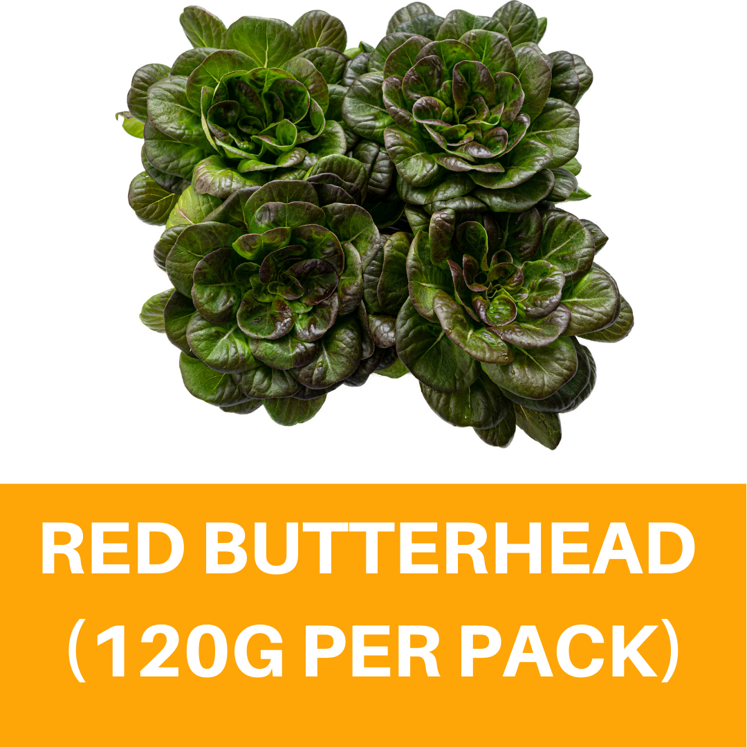 Klang Valley Only! Red Butterhead (120g per pack) (sold per pack) 红蝴蝶 Agroz Fresh Vegetables Butterhead Merah