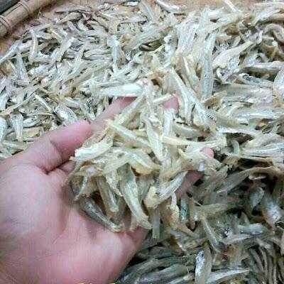 Ikan Gelama Bekok - Harga Online di Malaysia