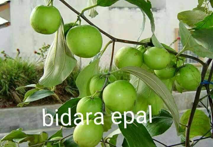 Pokok Bidara Epal Hybrid Green New Pgmall