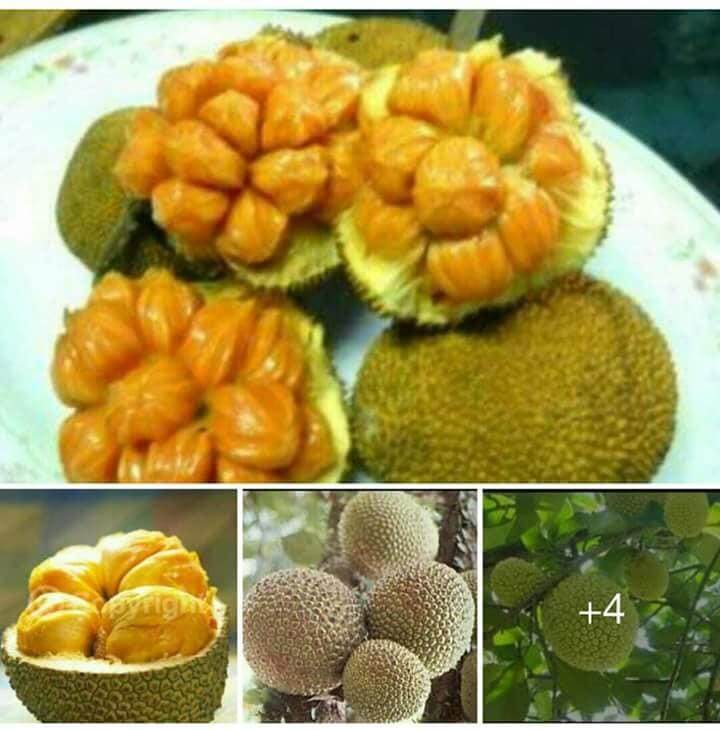 Cempedak durian