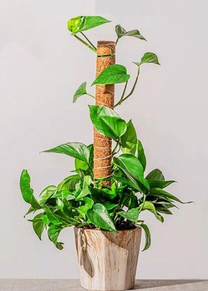 Coco Fiber Stick for climbing plant and flower
