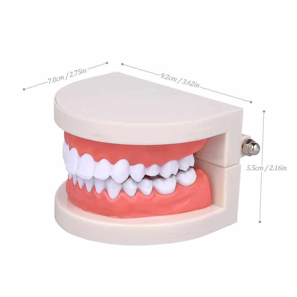 Standard Tooth Teaching Giant Dental Dentist Teeth Model Child ...