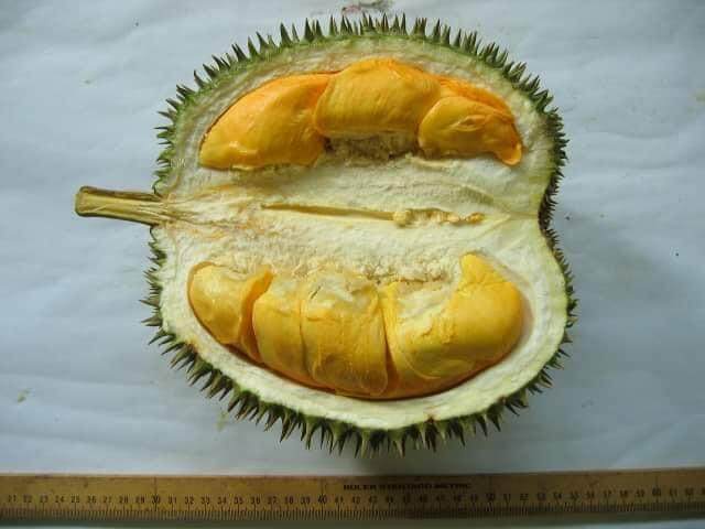 Ioi durian