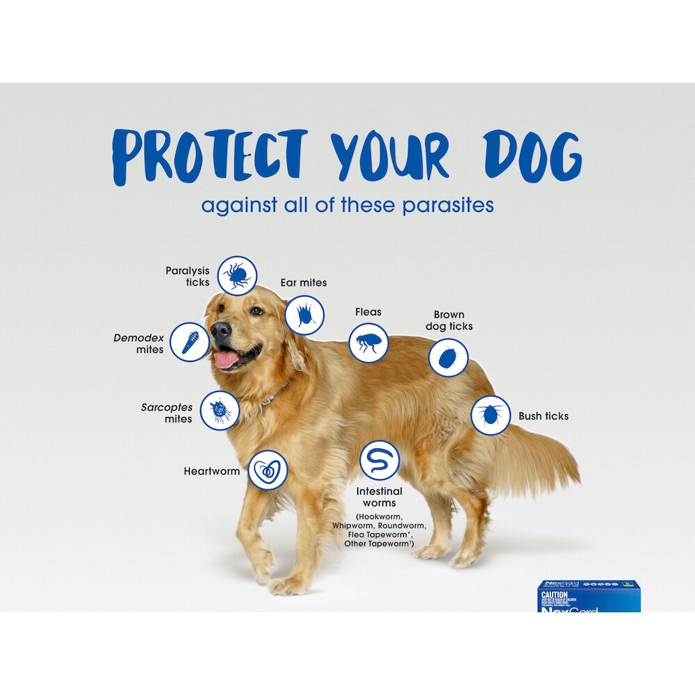 Nexgard Spectra Monthly Chewable Tablet for Medium Dogs (7.5 15kg