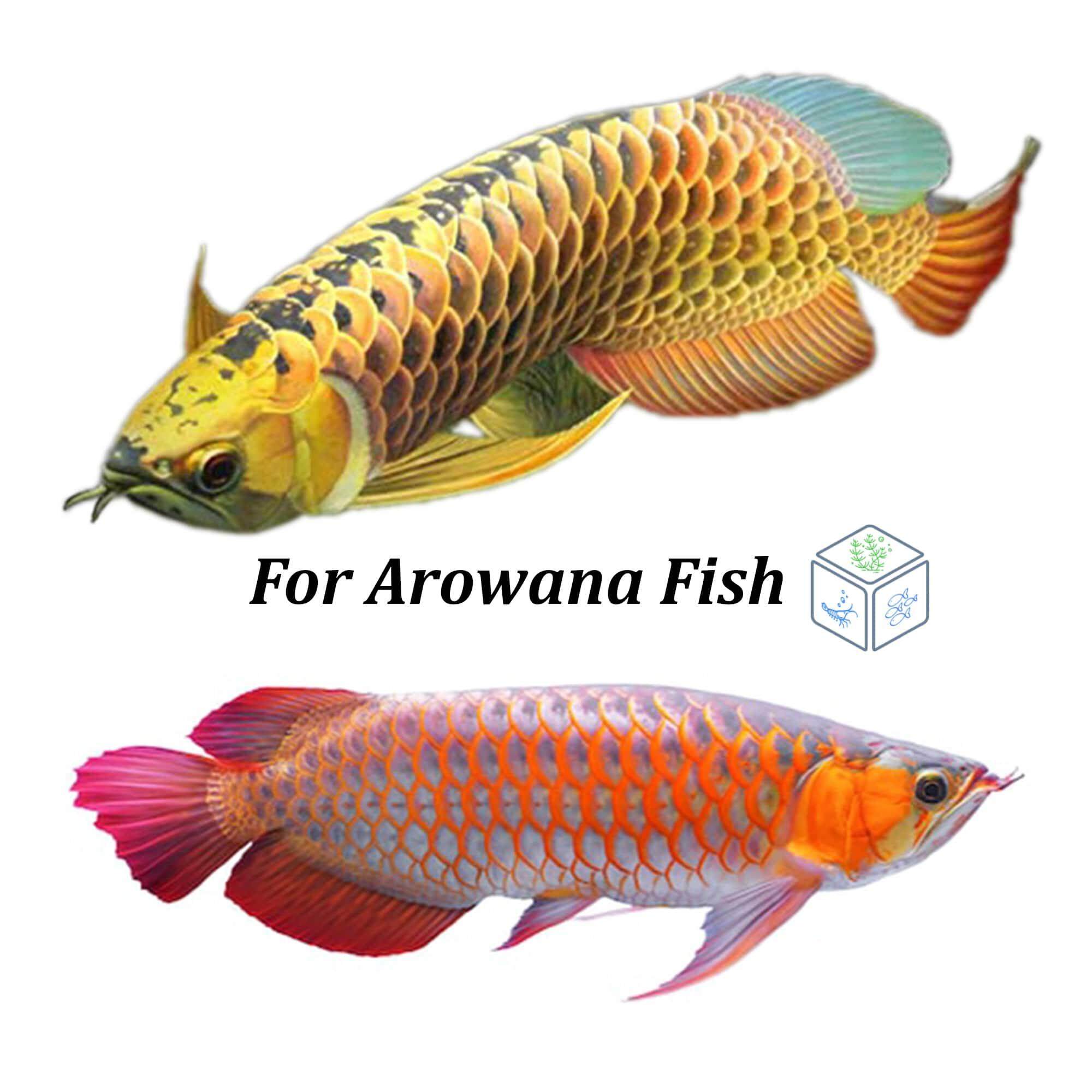 Hikari Food Sticks 57g Carnivore Arowana Fish Food