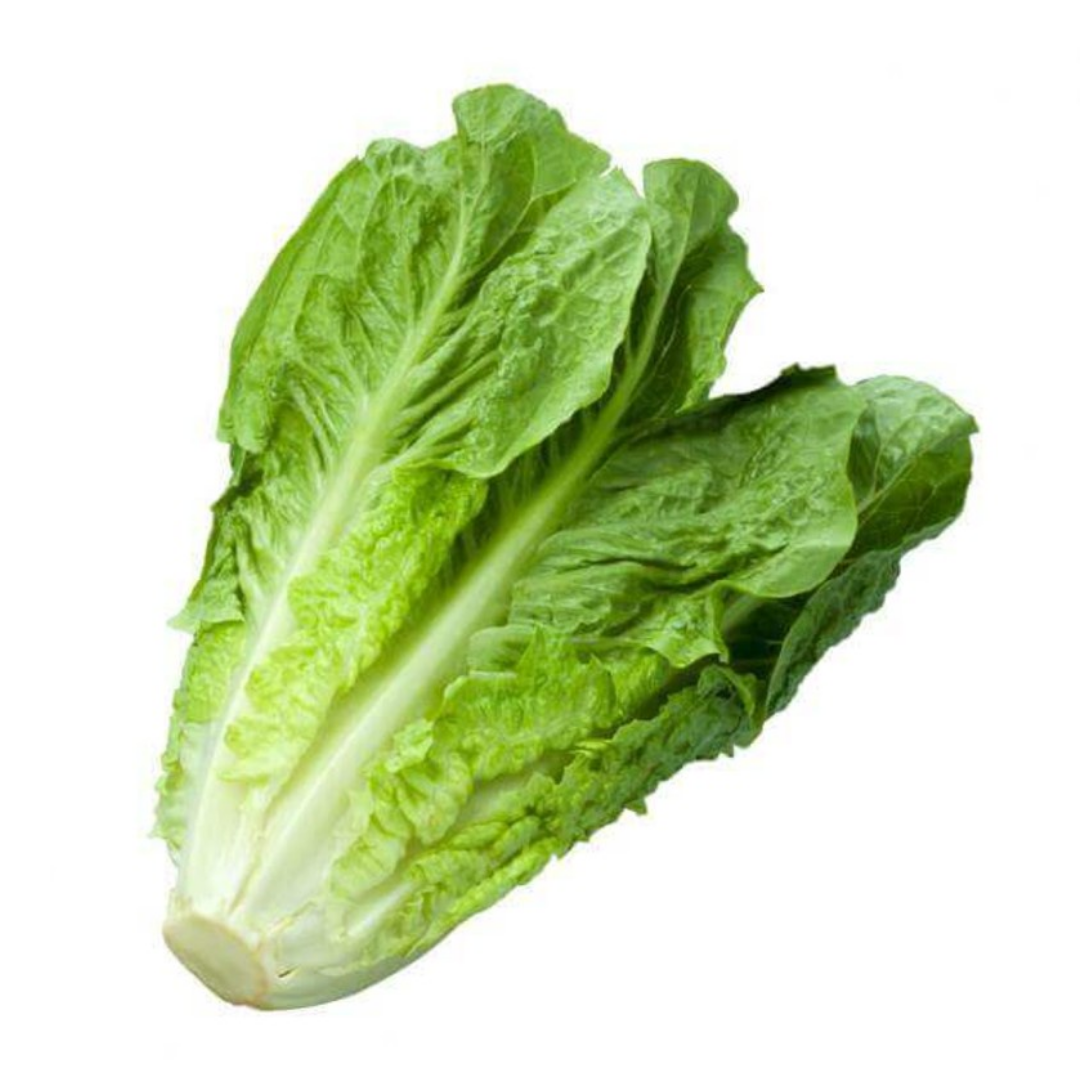 KLANG VALLEY ONLY! Romaine Hydroponic (1kg per pack)