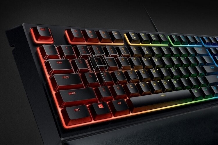 Image result for Ornata Chroma