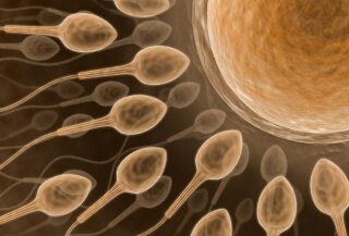 sperm_cells