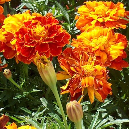 marigold