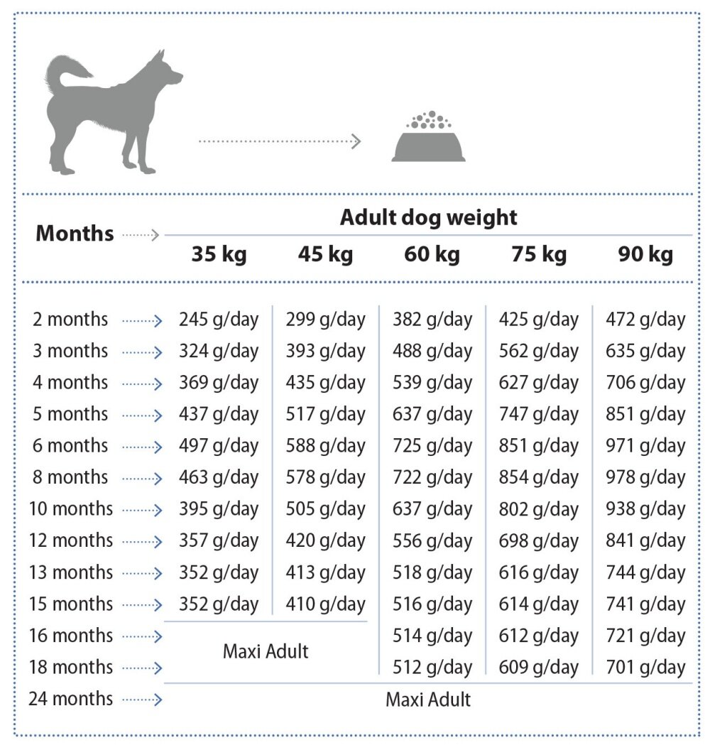 Maxi_Junior_feeding_guide_EN