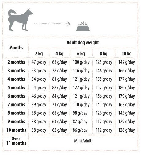 Mini_Junior_feeding_guide_EN